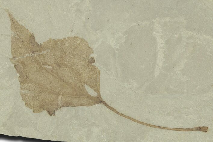 Detailed Fossil Leaf (Populus) - Green River Formation, Utah #356111
